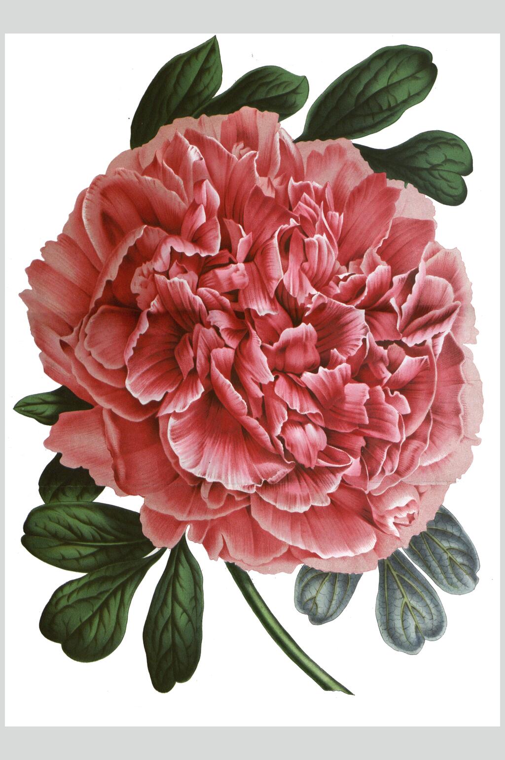 红色花朵鲜花花卉设计素材素材