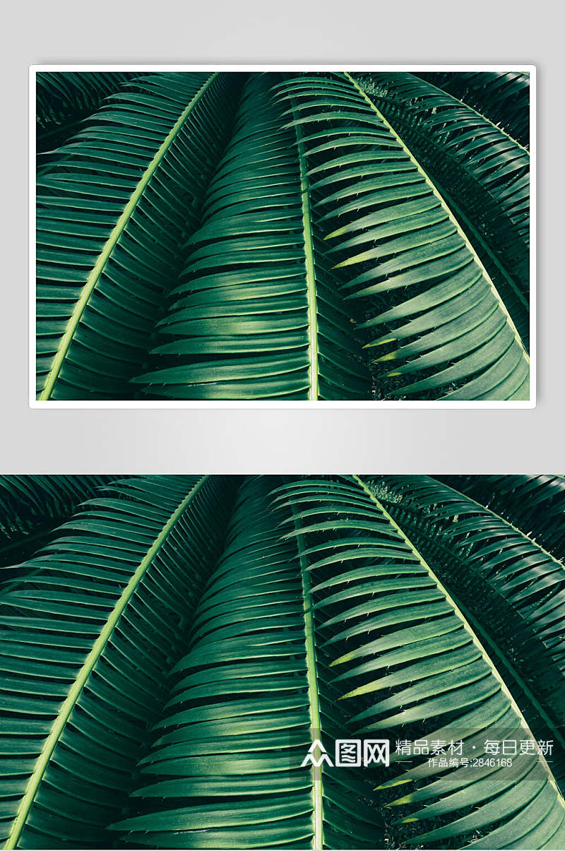 绿色植物叶子高清图片素材