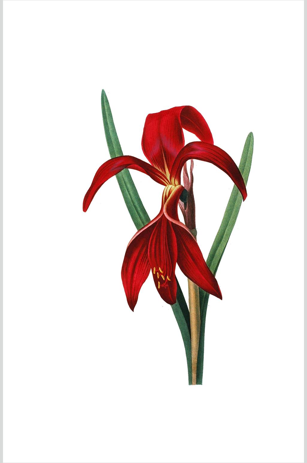简约鲜花花卉设计素材素材