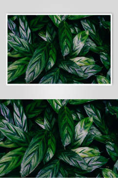 清新绿色时尚植物叶子图片