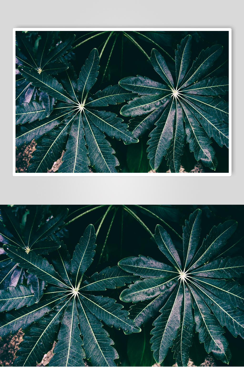 植物叶子俯拍高清图片素材