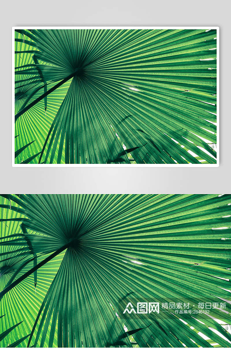 创意棕榈植物叶子高清图片素材