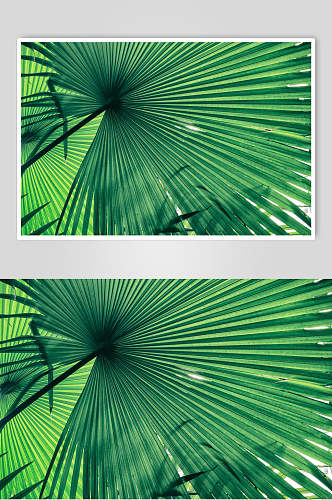 创意棕榈植物叶子高清图片