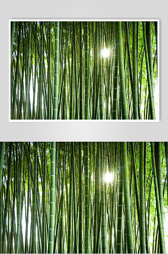 创意绿色竹林风景图片