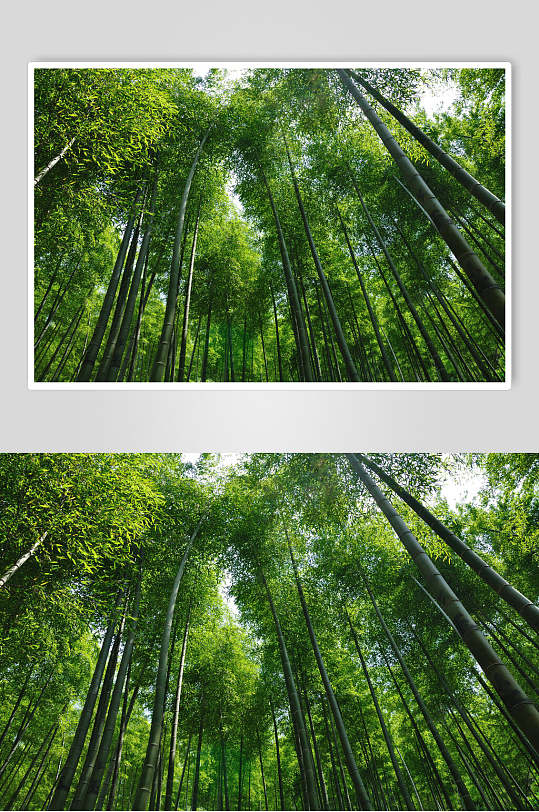 时尚高端绿色竹林风景高清图片