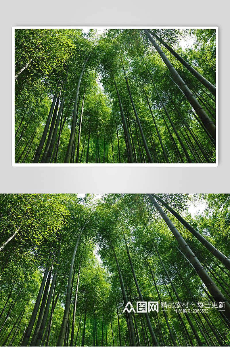时尚高端绿色竹林风景高清图片素材