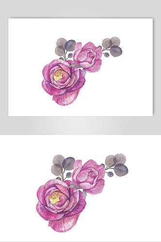 紫色玫瑰花手绘素材