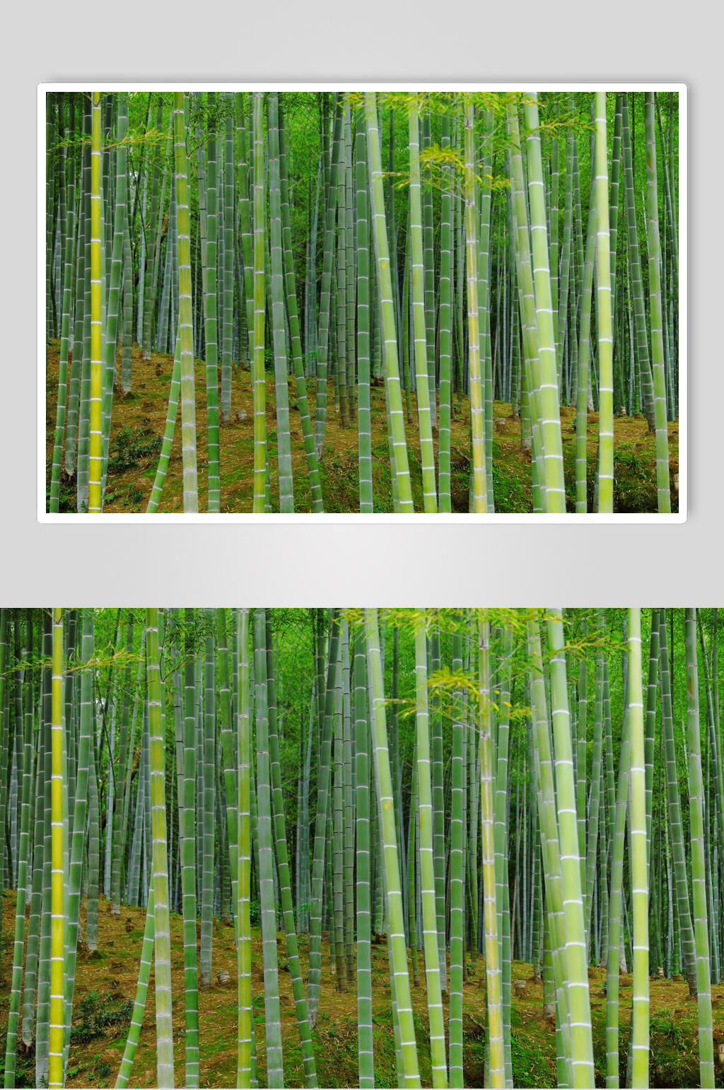 绿色竹子竹林风景图片素材