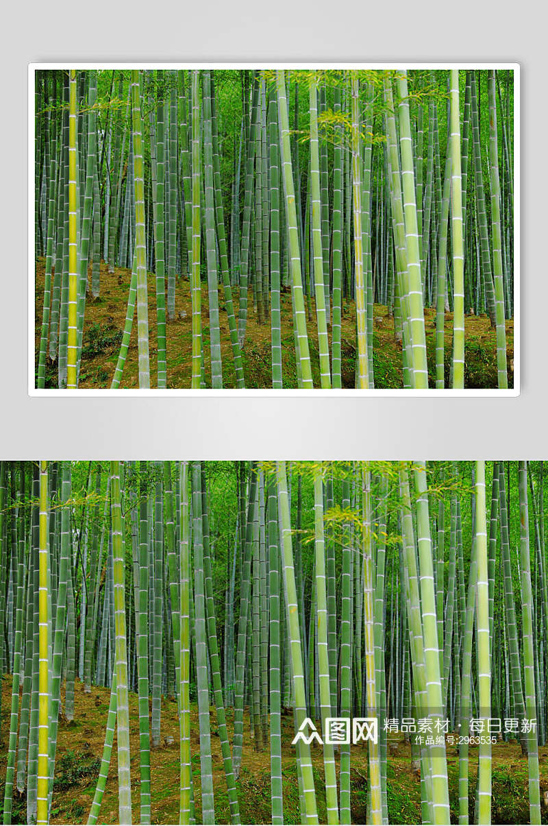 绿色竹子竹林风景图片素材