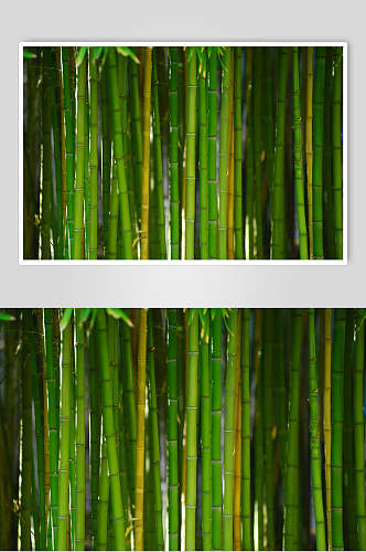 创意绿色竹子竹林风景高清图片