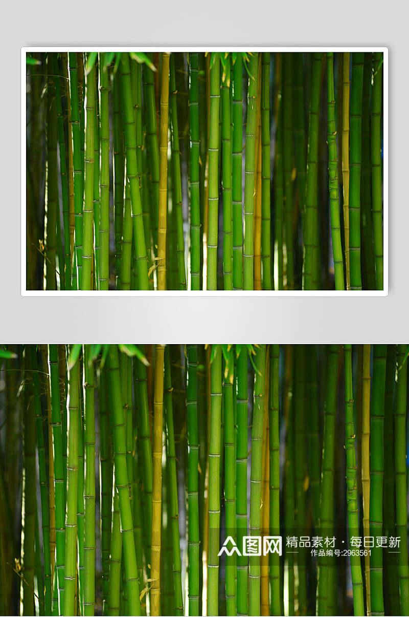 创意绿色竹子竹林风景高清图片素材