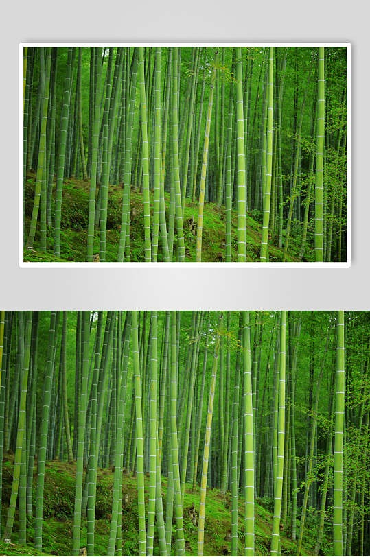 简洁大气绿色竹林风景高清图片