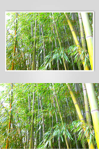 绿色竹子竹林风景中景图片