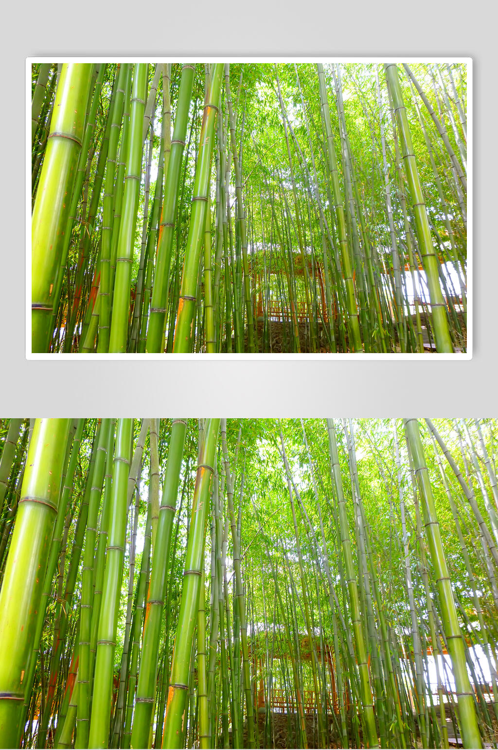 创意绿色竹林风景图片素材