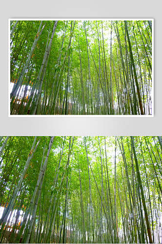 高端绿色竹林风景高清图片