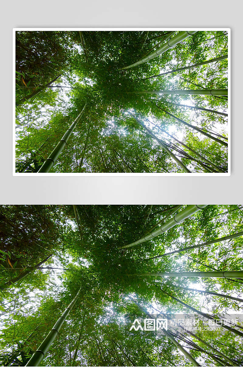 绿色竹林风景仰拍图片素材