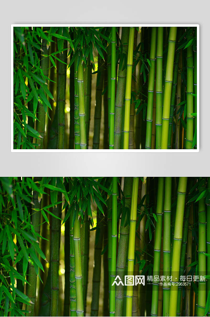 绿色竹子竹林风景摄影图片素材