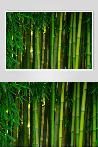 绿色竹子竹林风景摄影图片