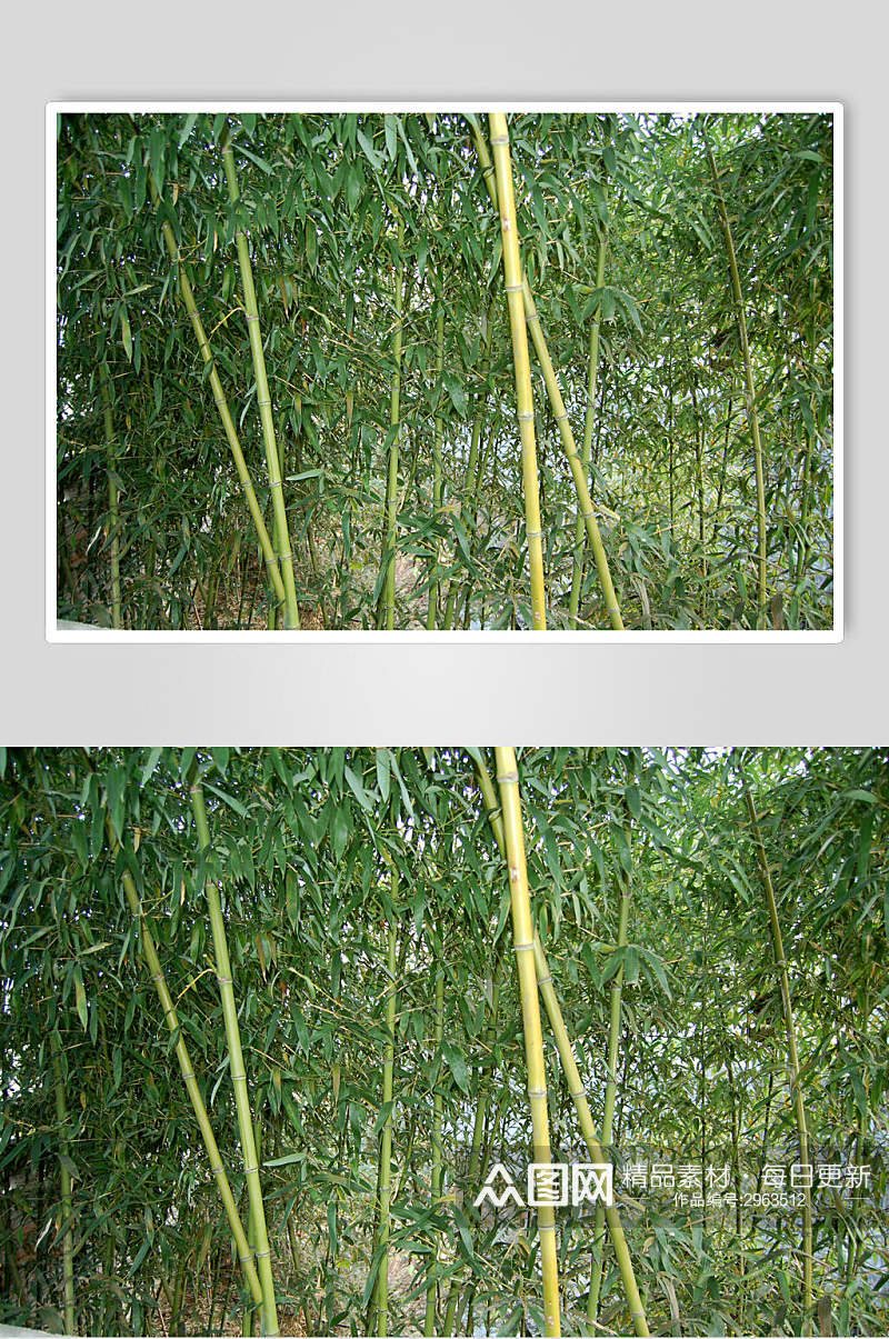 绿色竹林竹叶风景图片素材