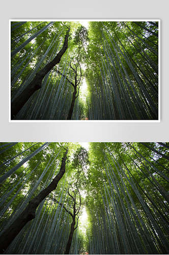 森系绿色竹林风景图片