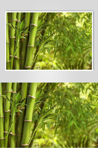 创意大气绿色竹林风景高清图片