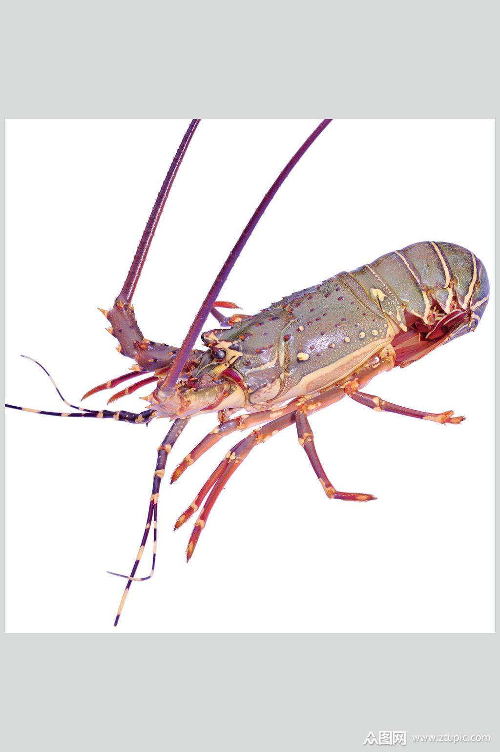 白底大龙虾海鲜美食摄影图片素材