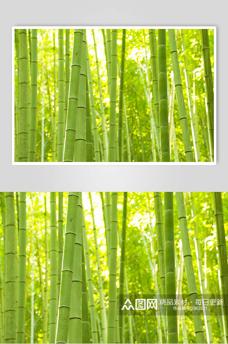 时尚我绿色竹林风景高清图片素材