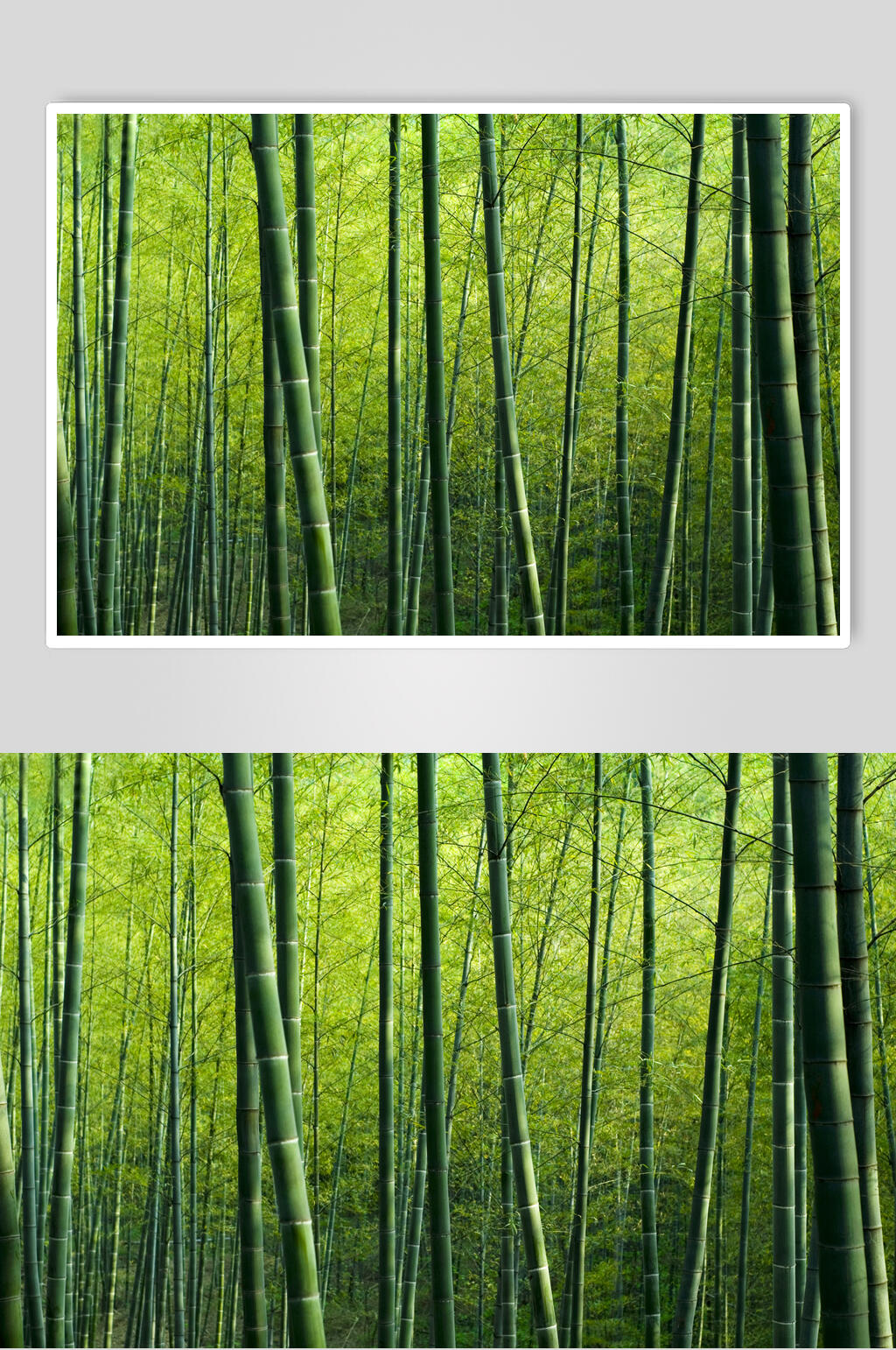 简约创意绿色竹林风景高清图片素材