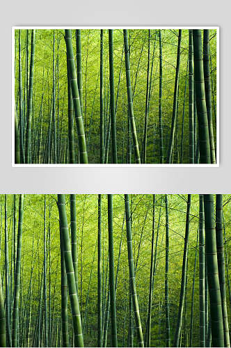 简约创意绿色竹林风景高清图片
