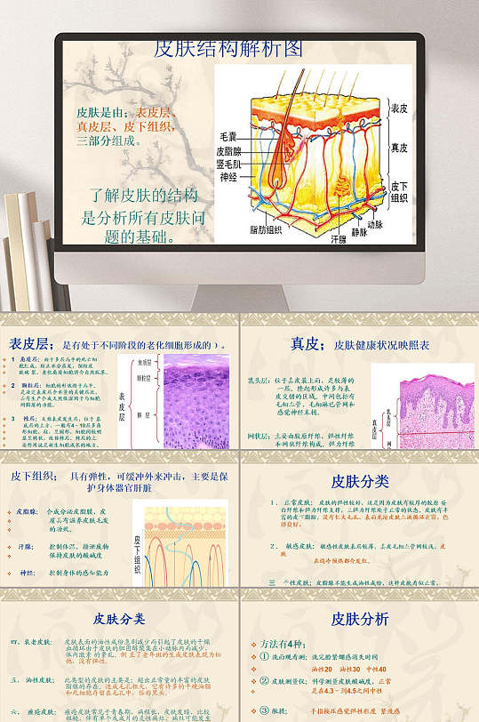 皮肤结构分析图皮肤管理知识ppt模板