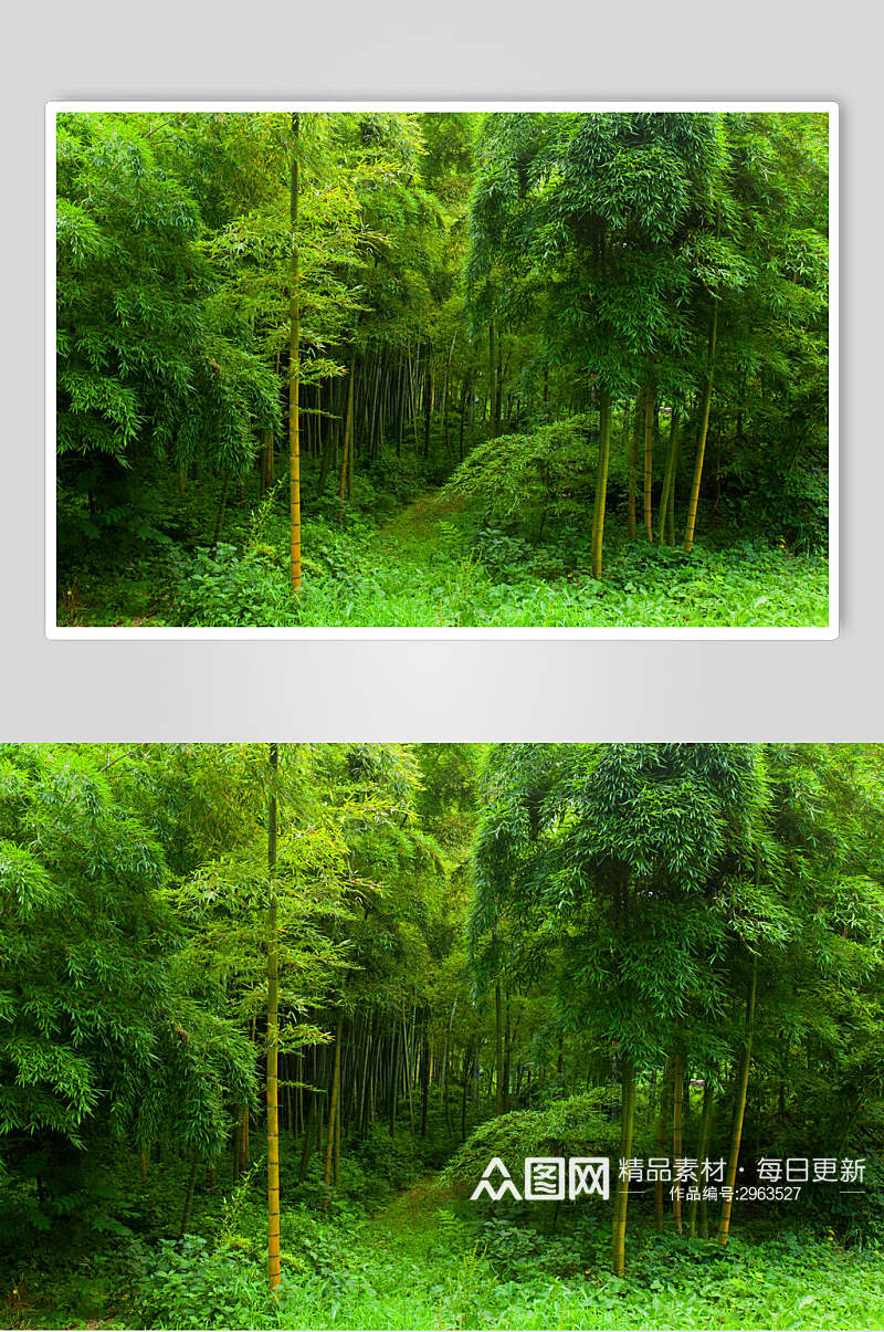 时尚绿色竹林风景图片素材