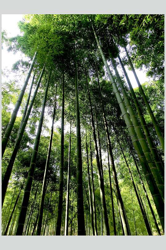 绿色竹林风景仰拍高清图片