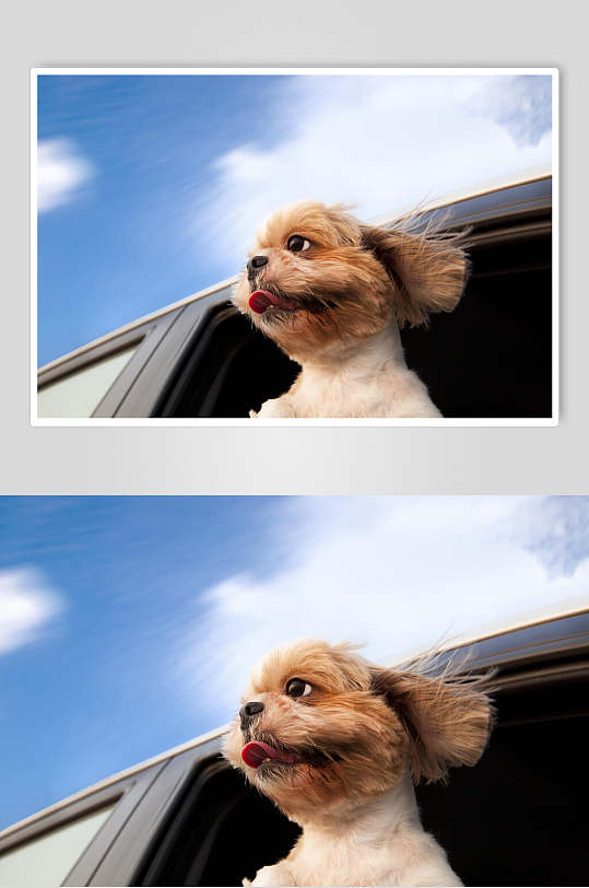 兜风的狗动物特写图片