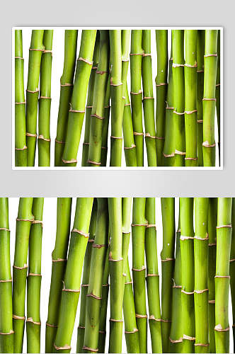 绿色金竹竹杆竹林风景高清图片