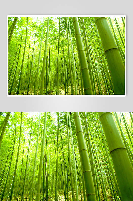 唯美时尚绿色竹林风景高清图片