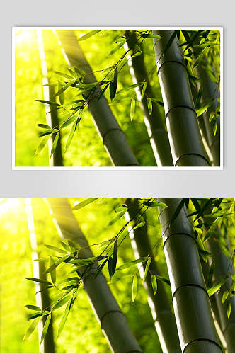 时尚唯美绿色竹子竹林风景高清图片