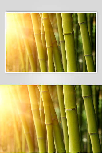 时尚阳光绿色竹林风景高清图片