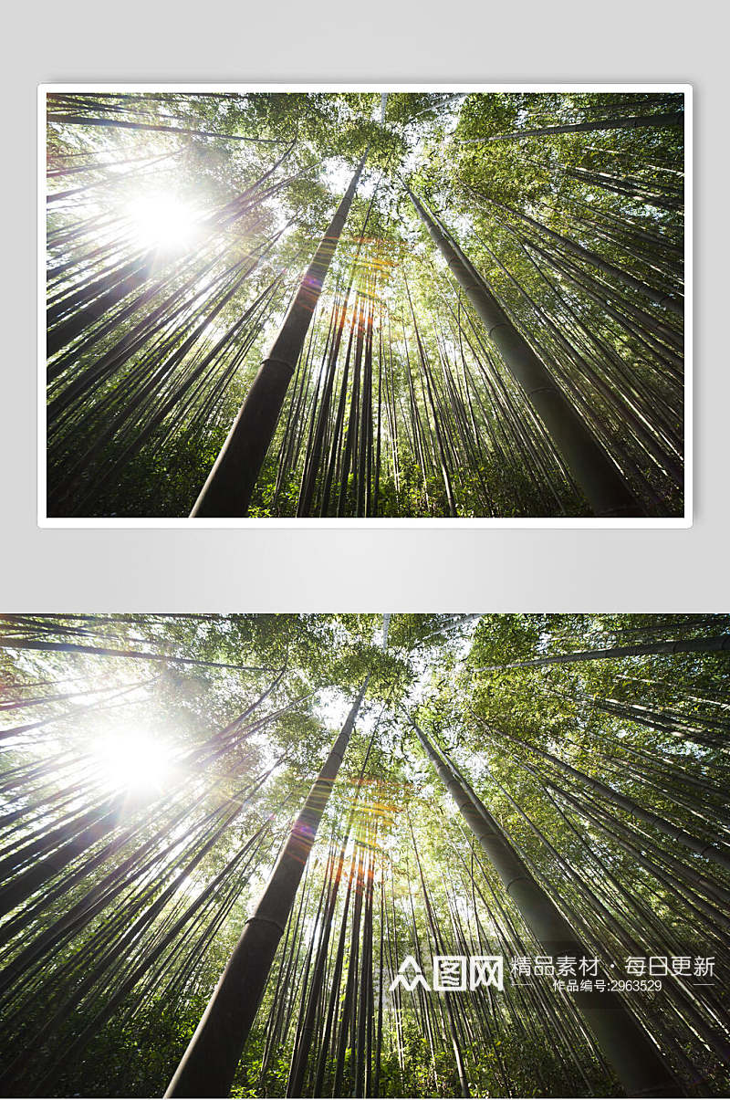 创意时尚绿色竹林风景仰拍图片素材