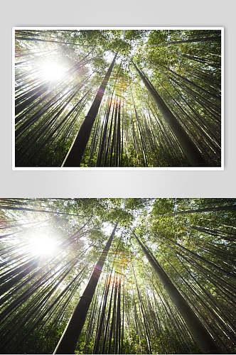 创意时尚绿色竹林风景仰拍图片