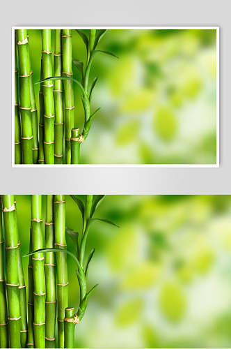 简洁唯美绿色竹林风景高清图片
