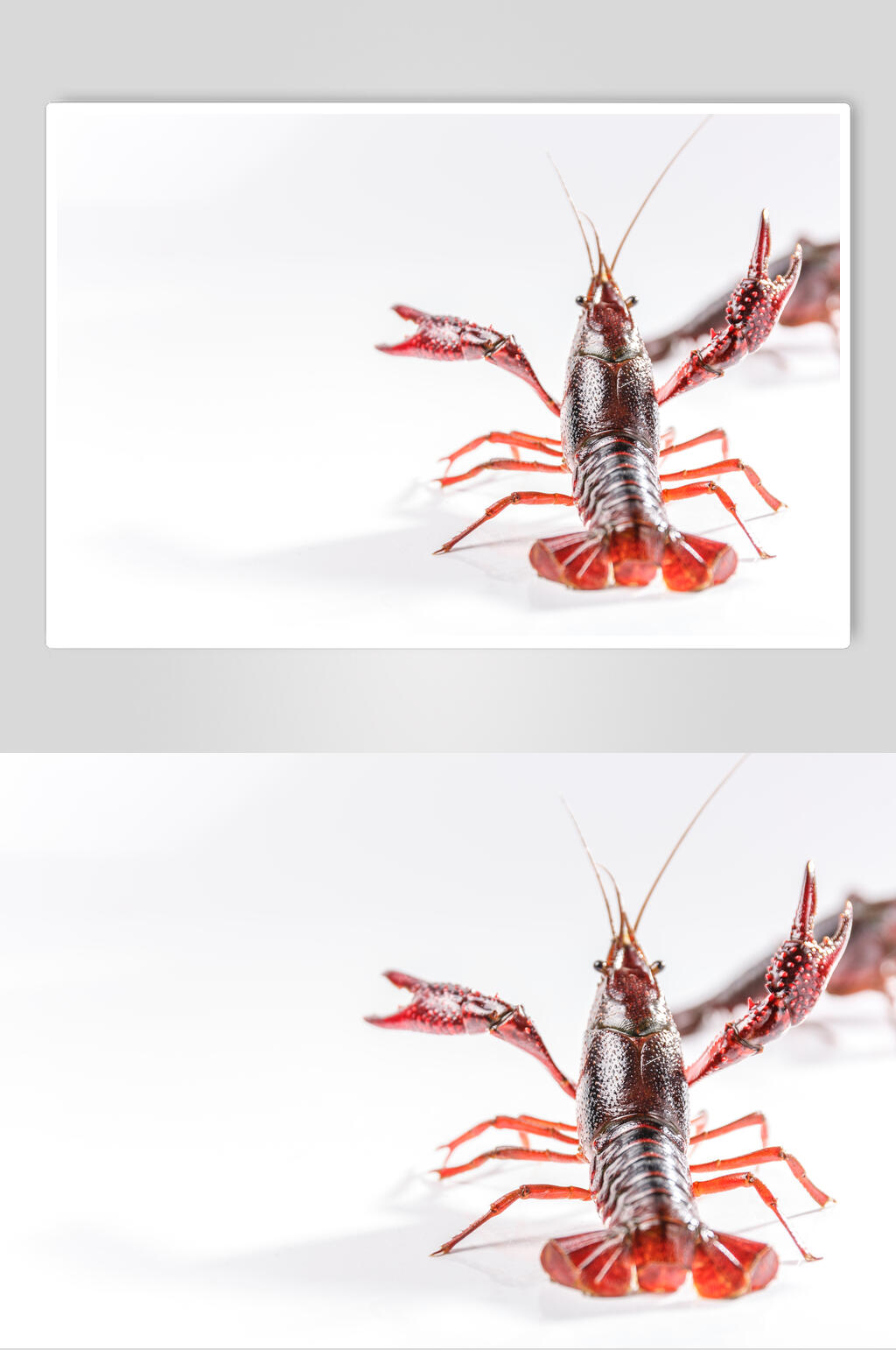 白底美味小龙虾图片素材