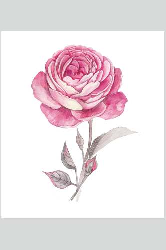 白底仙鹤玫瑰花手绘素材