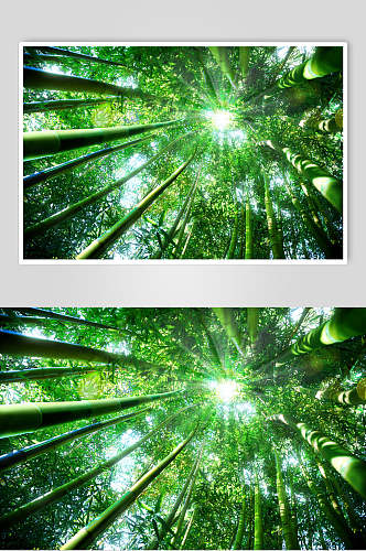 时尚创意绿色竹林风景仰拍图片