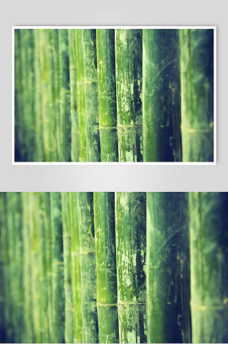 绿色竹林竹杆风景图片