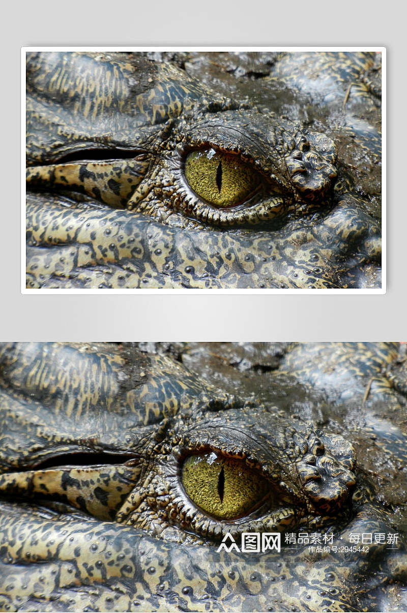 鳄鱼眼睛动物特写图片摄影素材
