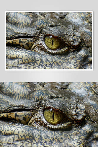 鳄鱼眼睛动物特写图片摄影