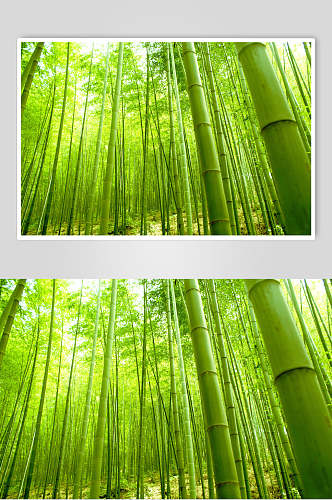 唯美绿色竹子竹林风景高清图片
