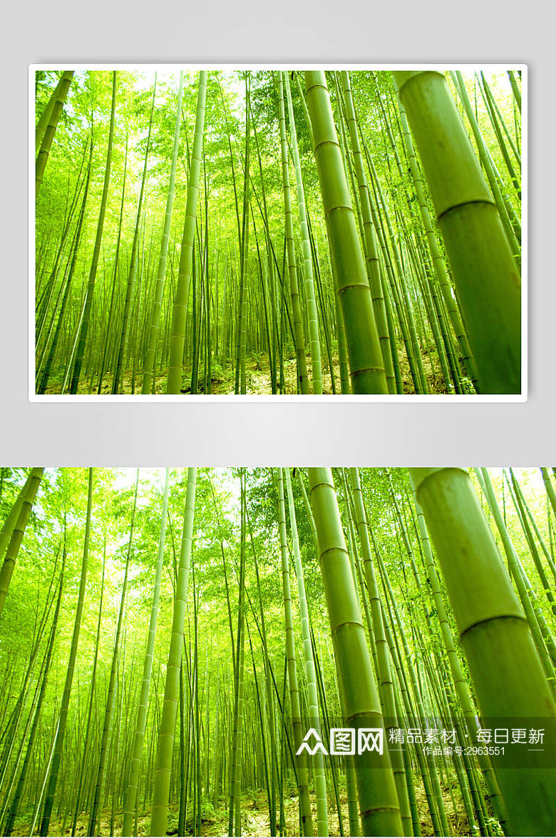唯美绿色竹子竹林风景高清图片素材