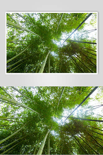 清新绿色竹林风景仰拍图片