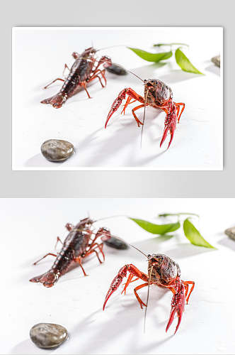 清新小龙虾食品图片